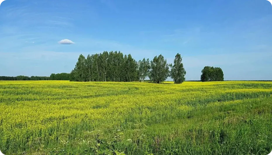 Поселок Введенское